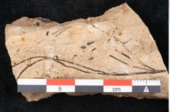 Foto (Detailansicht) von Pinus palaeostrobus Ettingshausen (NHMW-GEO-2024-0188-8268)
